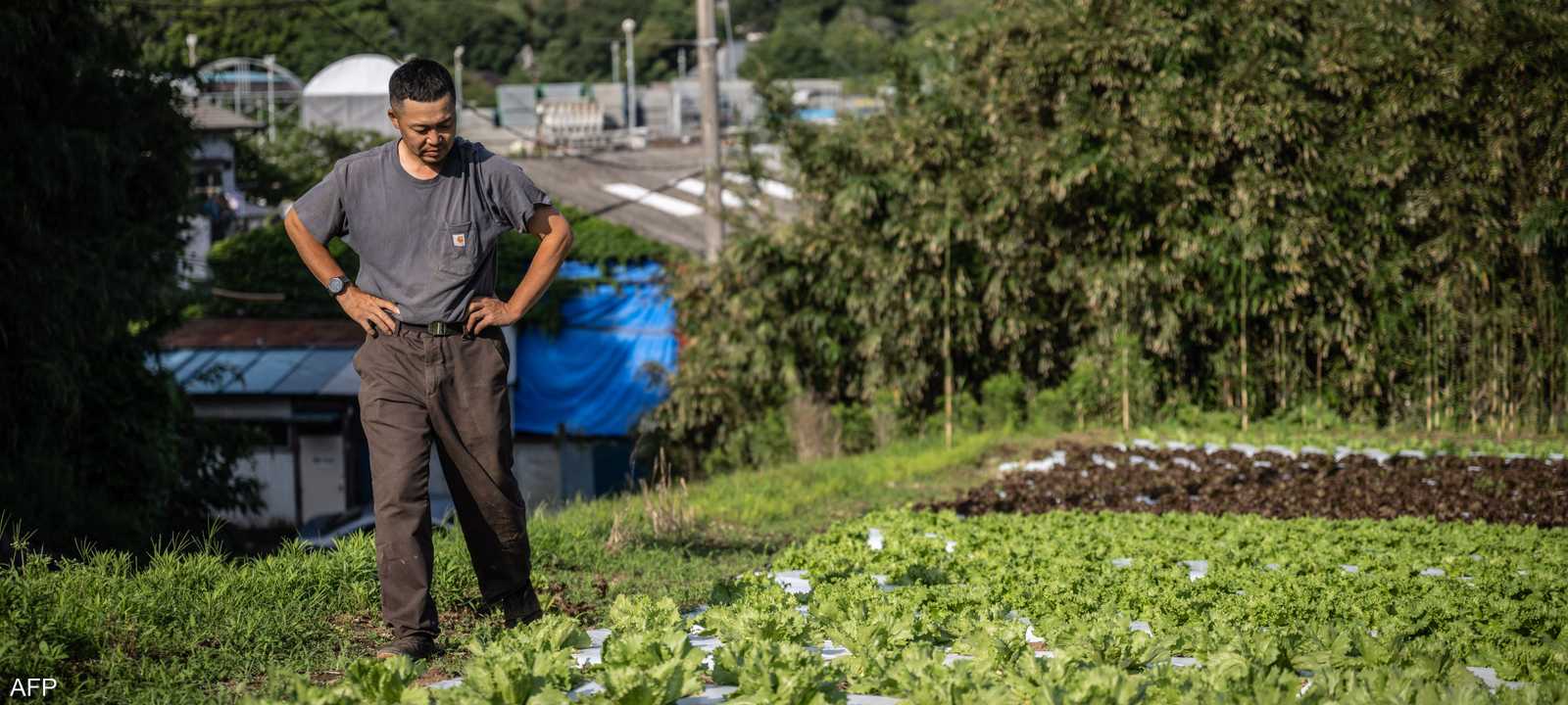 أسعار الأسمدة في اليابان