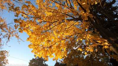Fallcation.. لماذا أصبح الخريف موسم السفر المفضل؟