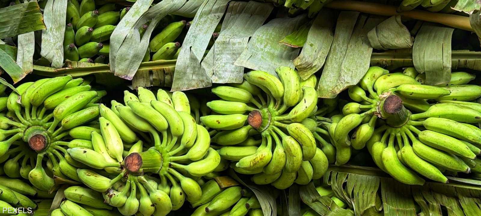 الموز الأخضر.. خيار غذائي قد يساعد على ضبط السكر