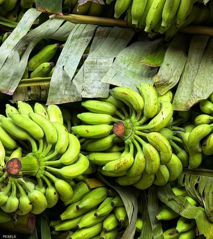 الموز الأخضر.. خيار غذائي قد يساعد على ضبط السكر