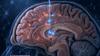 The brain hair's three jobs. What invented scientists
