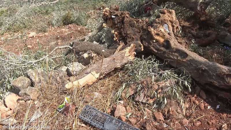 أوامر إسرائيلية بتجريف مئات الدونمات واقتلاع الزيتون