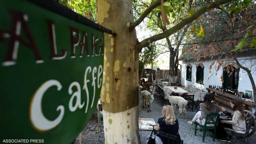 جلسة قهوة برفقة الألبكة في الهواء الطلق