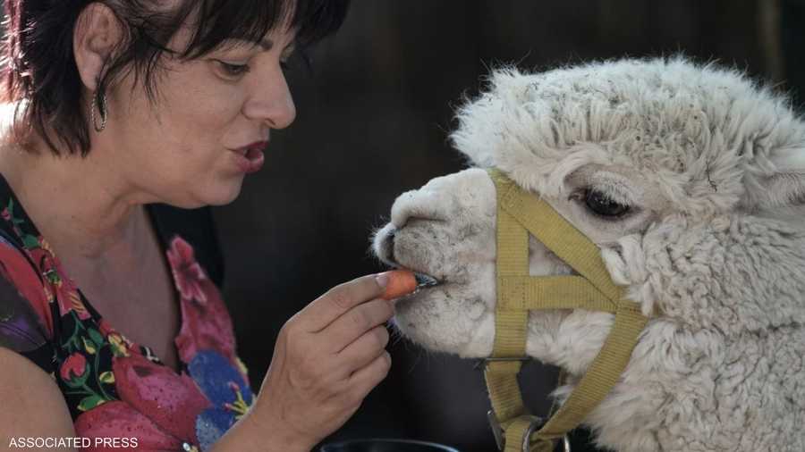 زائرة تقدم الجزر لألبكة داخل المقهى