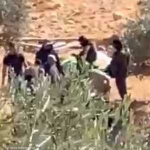 الجيش الإسرائيلي منع الأهالي من قطف ثمار الزيتون