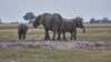 An African country allows 23 elephants to eat their meat