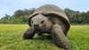 The oldest wild animal in the world reveals the secrets of resistance to old age