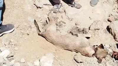 الأهالي قتلوا الذئب بعد هجومه على سيدتين
