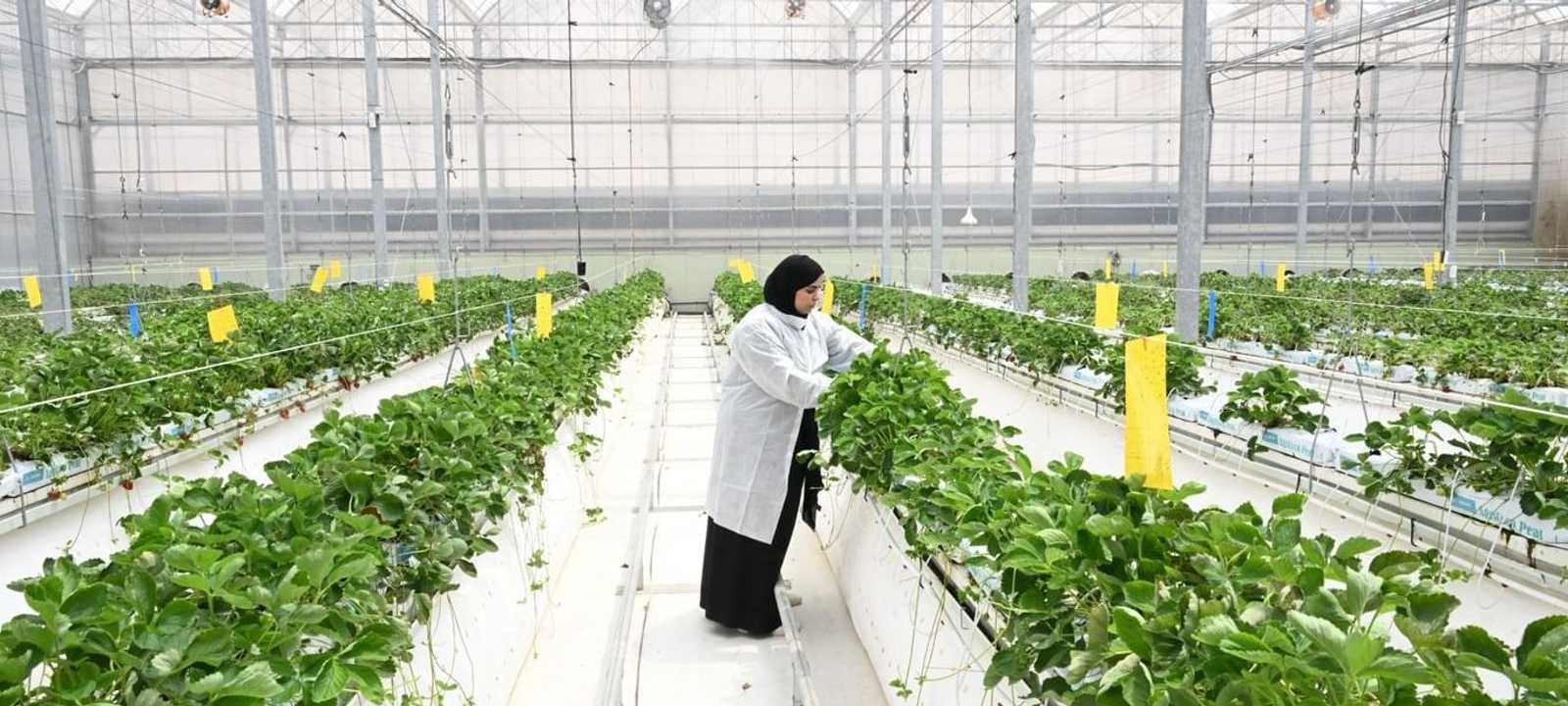 الإمارات.. نهج استباقي في تعزيز الأمن الغذائي