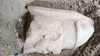 Big artifact in Egypt. He was driven by a citizen by accident