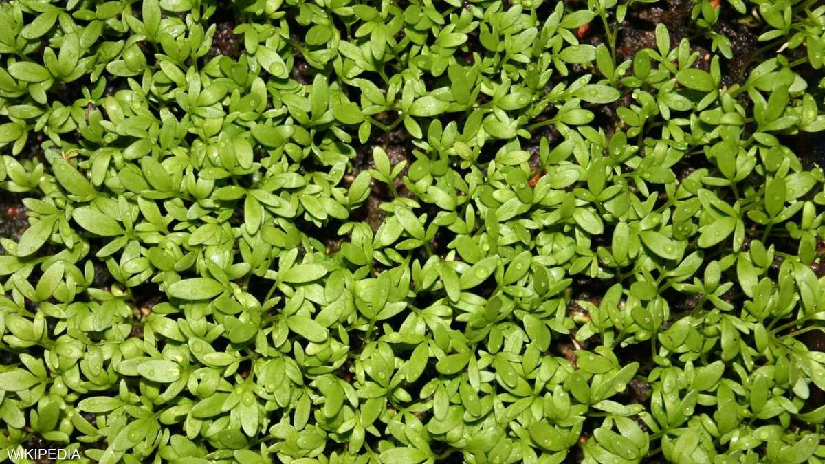 من مختبر أرضي.. نبات يفتح أسئلة الحياة حول النجوم