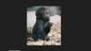 From smugglers to the woods... Gorilla starts a new life in the wilderness