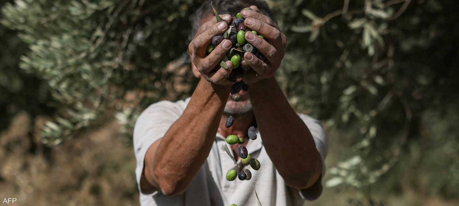 موسم جني الزيتون في الضفة الغربية