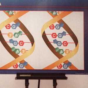 الحمض النووي