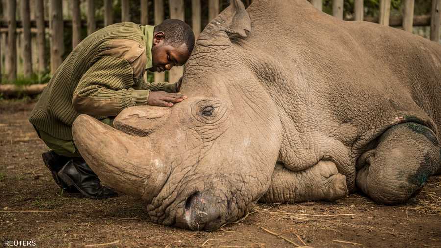 آخر لحظات وحيد القرن سودان