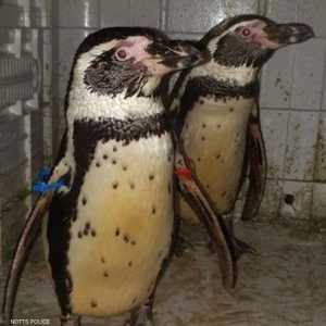 لم تكن المهمة اعتيادية