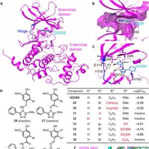البروتين سي كاي 2 يستهدف الساعة البيولوجية للخلايا السرطانية