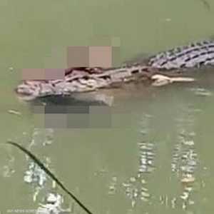 رجل إندونيسي بين فكي تمساح