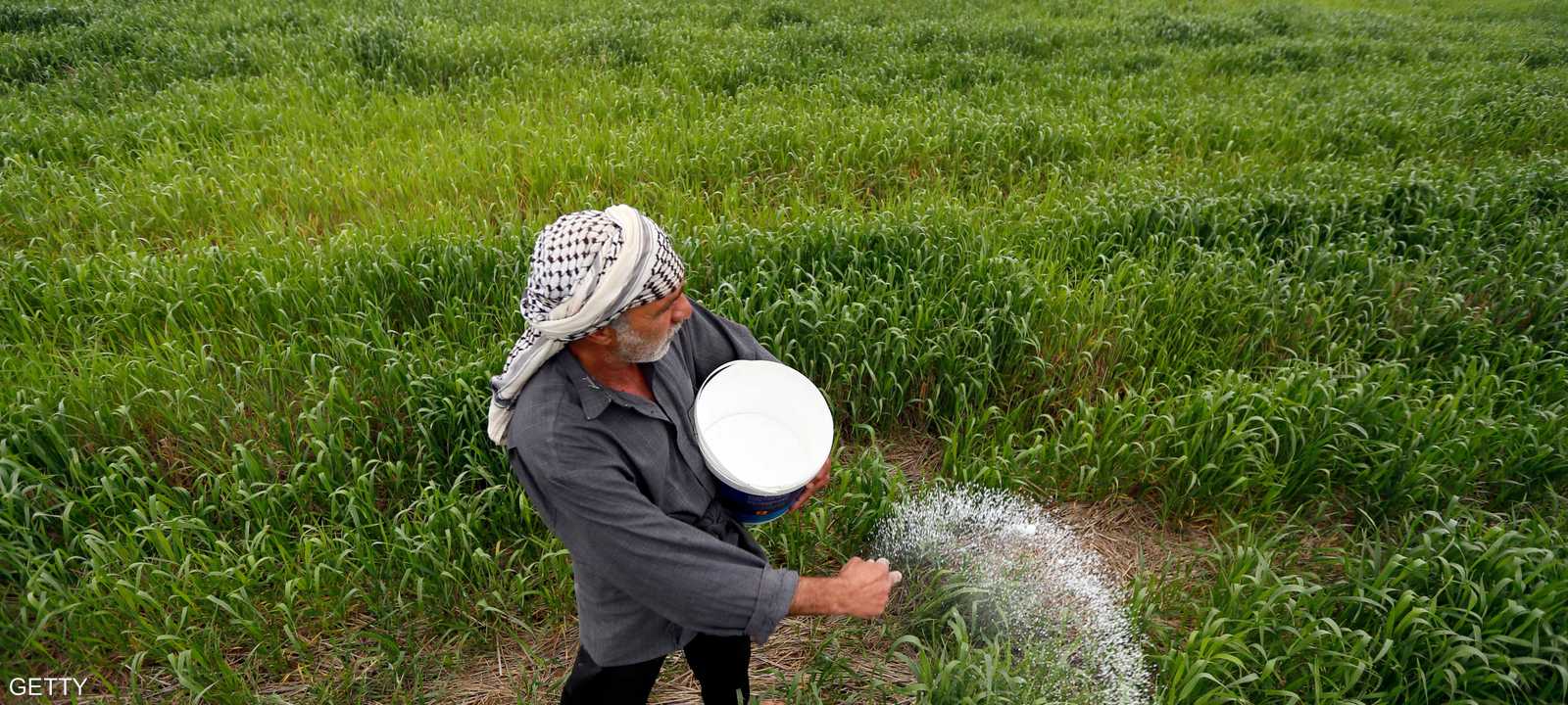 العراق يتوقع إنتاج 600 ألف طن من الأرز في الموسم الحالي