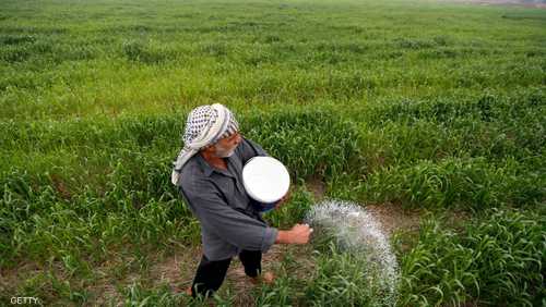 العراق يتوقع إنتاج 600 ألف طن من الأرز في الموسم الحالي