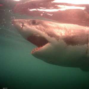 صورة أرشيفية لسمكة قرش