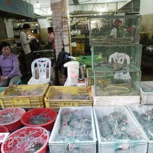 تشهد الصين الكثير من التفاعل غير الآمن بين الحيوانات والبشر