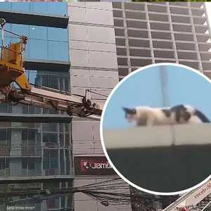 القطة ظلت عالقة على حافة في ناطحة السحاب ليومين