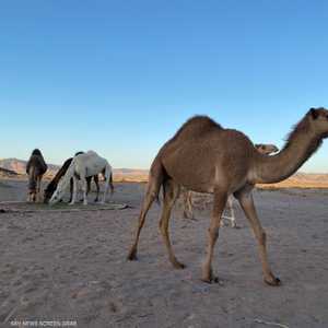 رعي الإبل من المهن القديمة التي توارثها أهل العلا عن أجدادهم