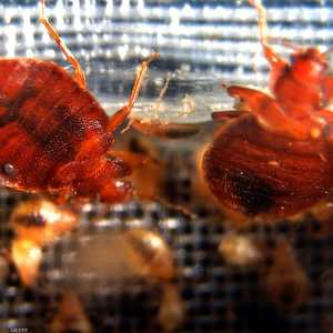 أصبح بق الفراش مقاوما للمبيدات الحشرية.