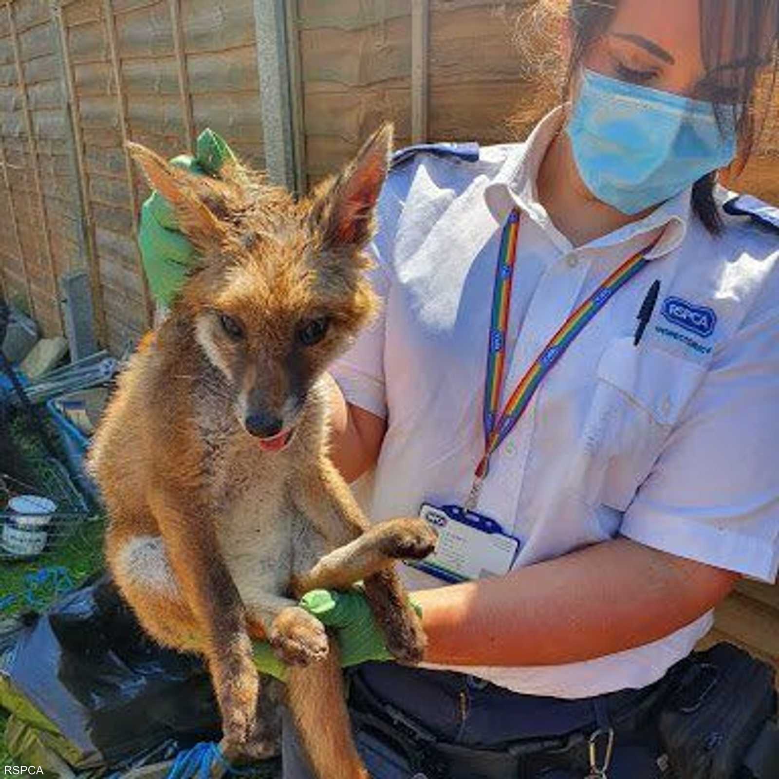 صورة الثعلب