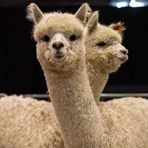 دم حيوان اللاما يحيد فيروس كورونا بحسب الدراسة
