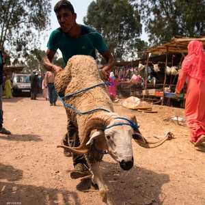 فترة عيد الأضحى تشهد رواجا في المغرب