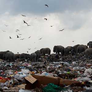 الباحثون عثروا على قطع بلاستيك في بطون الأفيال