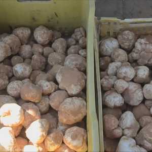 فطر "الترفاس" ينمو في الصحراء على الحدود المصرية الليبية