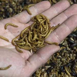 وكالة الاتحاد الأوروبي للأغذية تجيز أكل الديدان