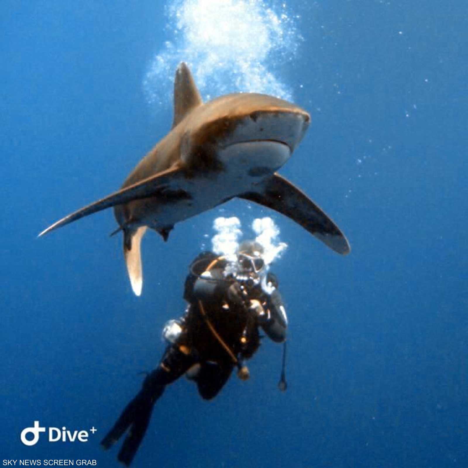 الدكتور أحمد شوقي