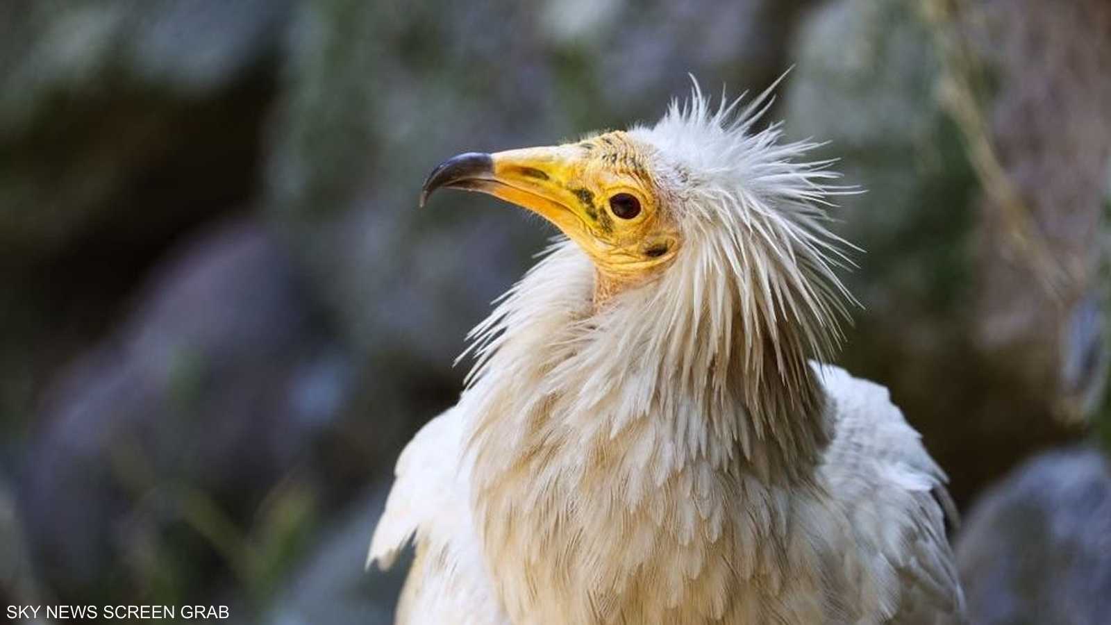 يتميز النسر المصري بوجه أصفر وريش أبيض