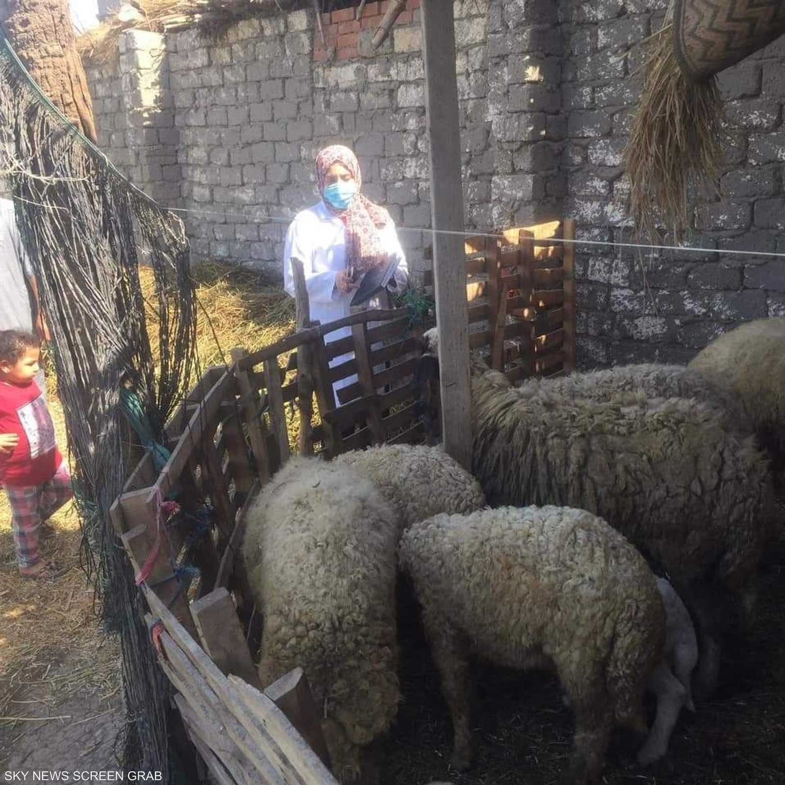 الهيئة العامة للخدمات البيطرية استعدّت بقوة لعيد الأضحى