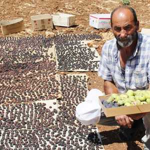 ينشط المزارعون إعداد ما تيسر لهم من الثمار والفواكه