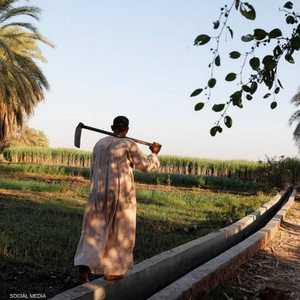 الأمطار تهدد المحاصيل الزراعية في مصر
