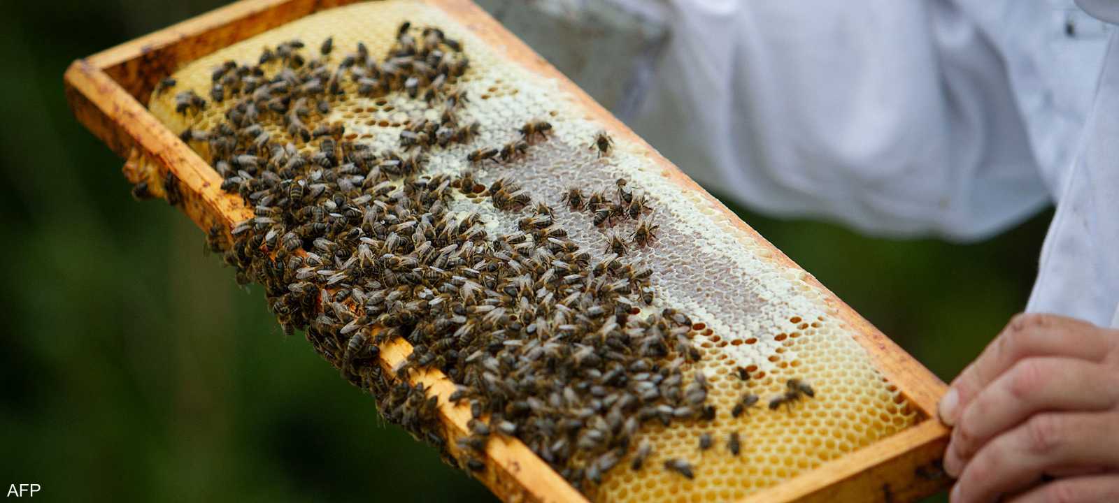 ظاهرة اختفاء النحل تقلق المزارعين في المغرب