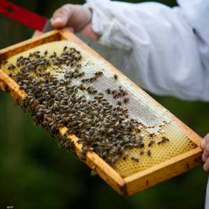 ظاهرة اختفاء النحل تقلق المزارعين في المغرب