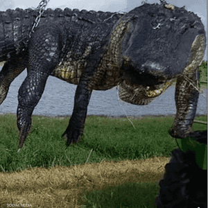 الصيد حظي بتفاعل واسع