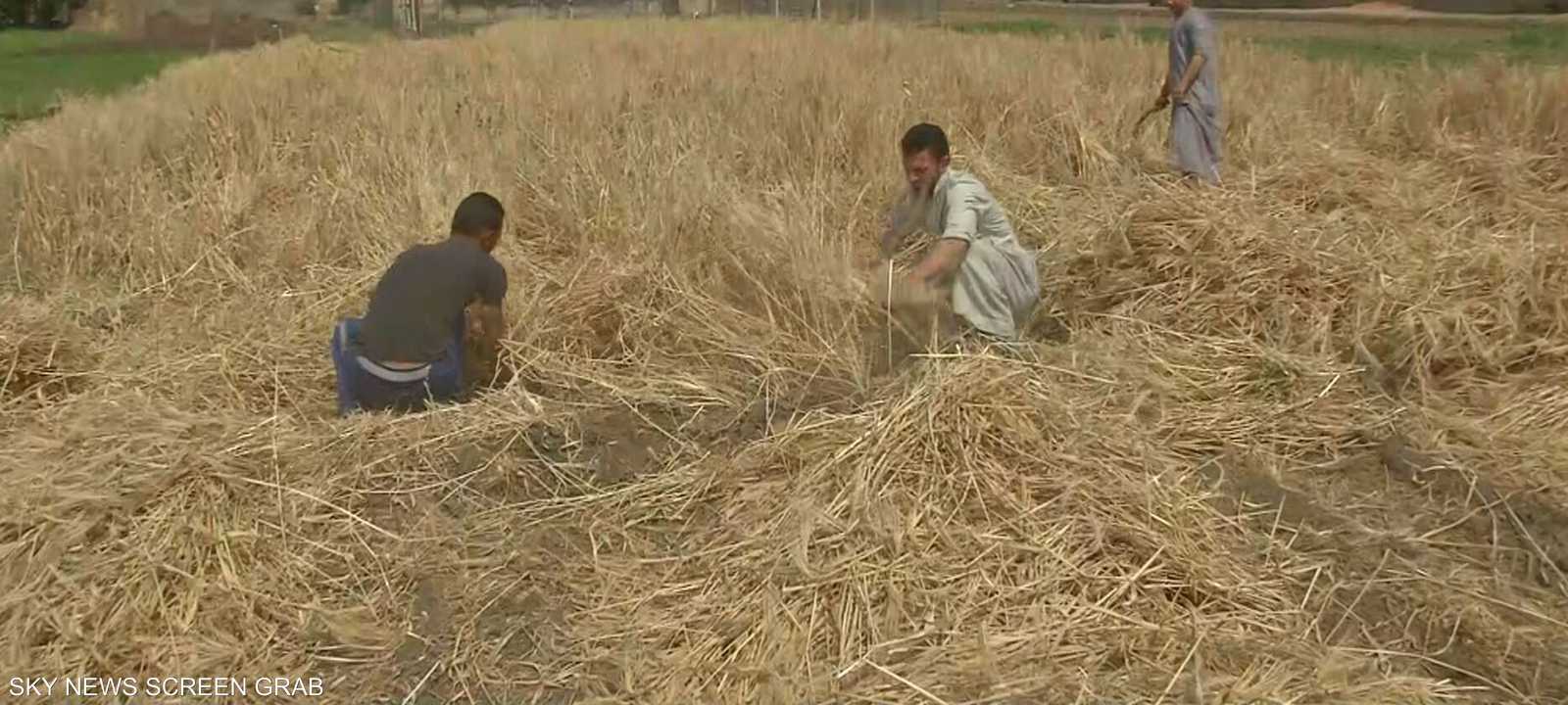 المزارعون في مصر يواصلون حصد محصول القمح