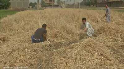 المزارعون في مصر يواصلون حصد محصول القمح