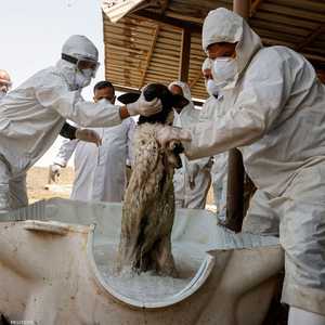 تنتشر الحمى النزفية عن طريق مخالطة الحيوانات المصابة بالعدوى