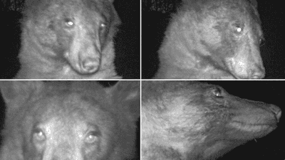 التقط 400 صورة سيلفي في غابة.. "الدب المتباهي" يخطف الأنظار