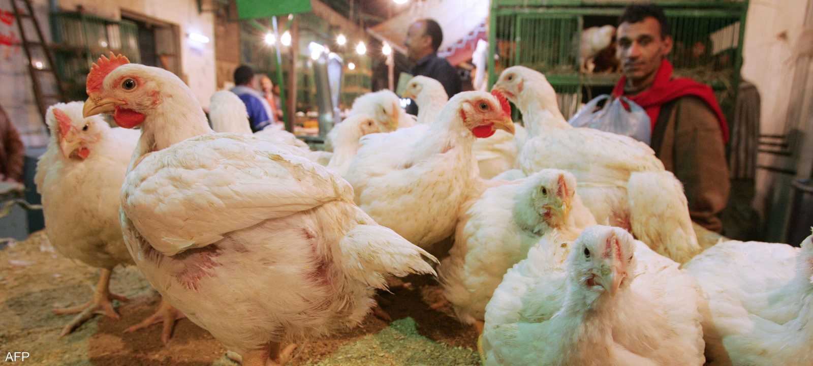 الحديث عن وباء قاتل للدواجن في مصر عار عن الصحة