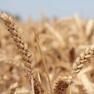 ما تداعيات انسحاب مصر من اتفاقية الحبوب؟