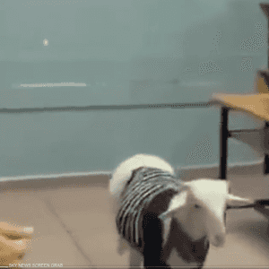 دخل الحمل إلى مركز الاقتراع